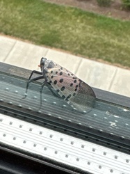 Spotted Lanternfly
