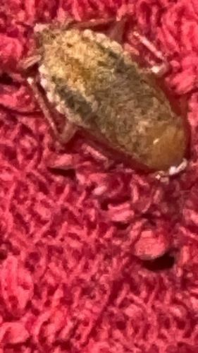 Planthopper (likely a nymph or a short-winged adult)