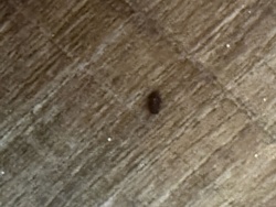 Carpet beetle (likely varied carpet beetle)