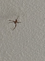 Cellar Spider (or Daddy Long Legs)