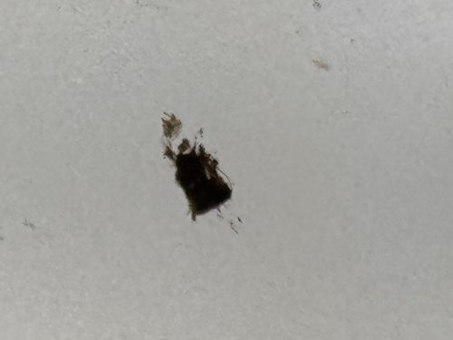 Bed Bug