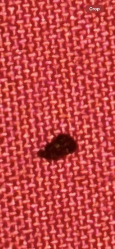 Carpet Beetle Larva (likely varied carpet beetle or black carpet beetle)