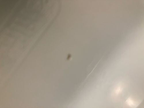 Carpet Beetle