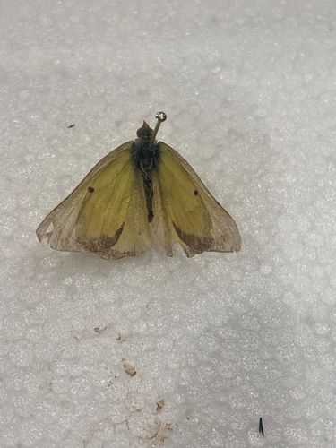 Clouded Sulphur Butterfly