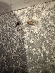 Cockroach (likely German Cockroach nymph)