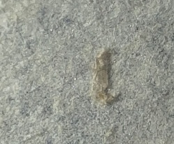 Ghost ant