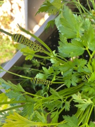 Black Swallowtail Caterpillar (also known as Parsleyworm)