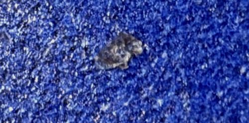 Varied Carpet Beetle