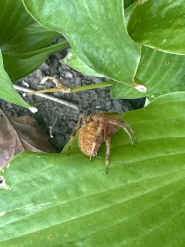 Orb Weaver Spider