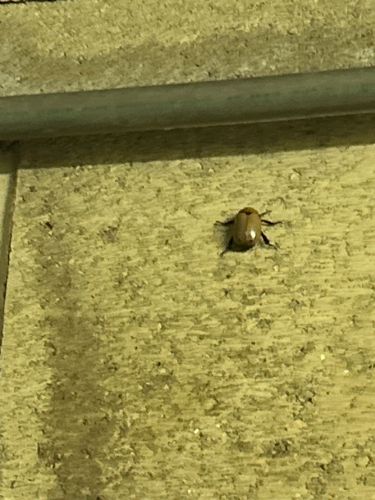 Scarab Beetle (likely Flower Chafer)