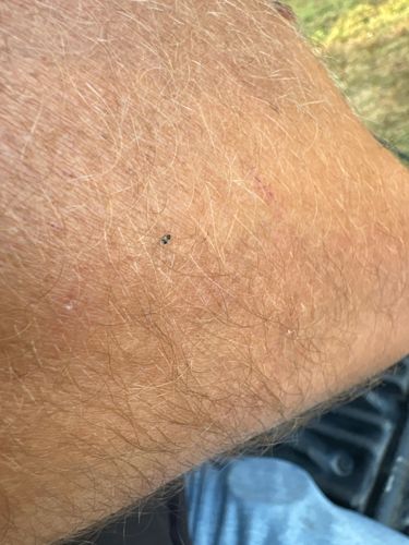 Ant (most likely a 'sugar ant' or similar small species)