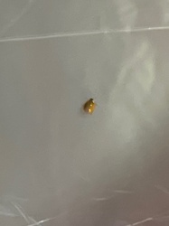 Ladybug (or Ladybird beetle)