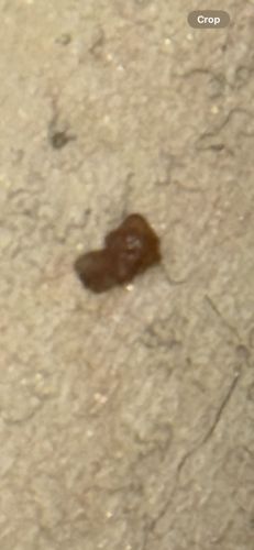 It is not possible to identify an insect from the provided image. The image is too blurry and the object is indistinct. It appears to be a small, dark, irregular clump, possibly debris or waste product, rather than a recognizable insect.