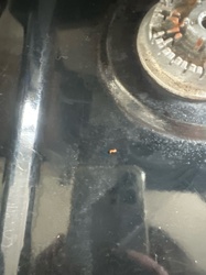 Sawtoothed Grain Beetle