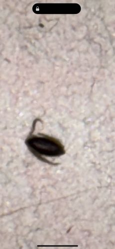 Black Carpet Beetle Larva