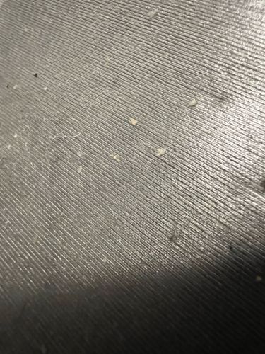 Case-bearing Clothes Moth (larva)