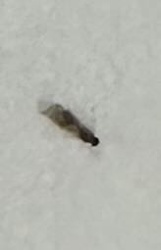 Fungus Gnat Larva
