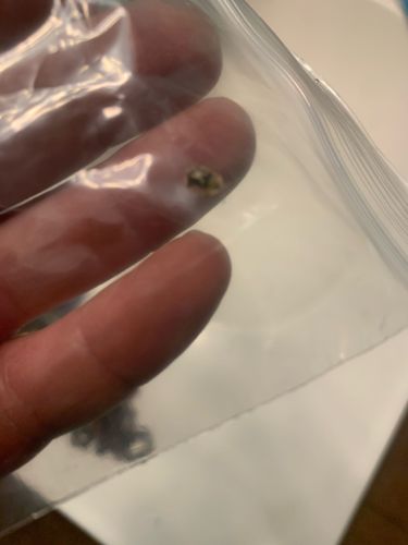 Carpet beetle (likely Varied Carpet Beetle or Black Carpet Beetle)