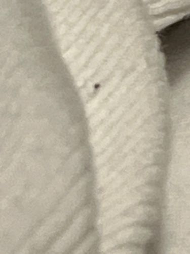 Too blurry to identify