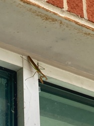 Praying Mantis
