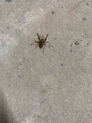 Cave Cricket / Camel Cricket / Spider Cricket