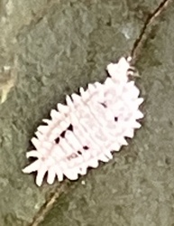 Mealybug