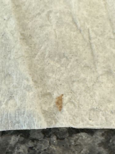 Case-bearing Clothes Moth