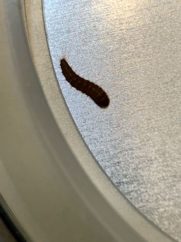 Black Carpet Beetle (Larva)