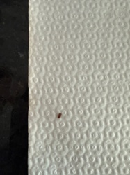Confused Flour Beetle