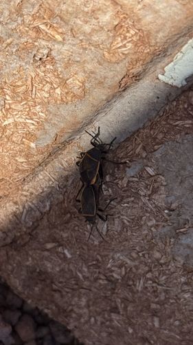 Boxelder Bug