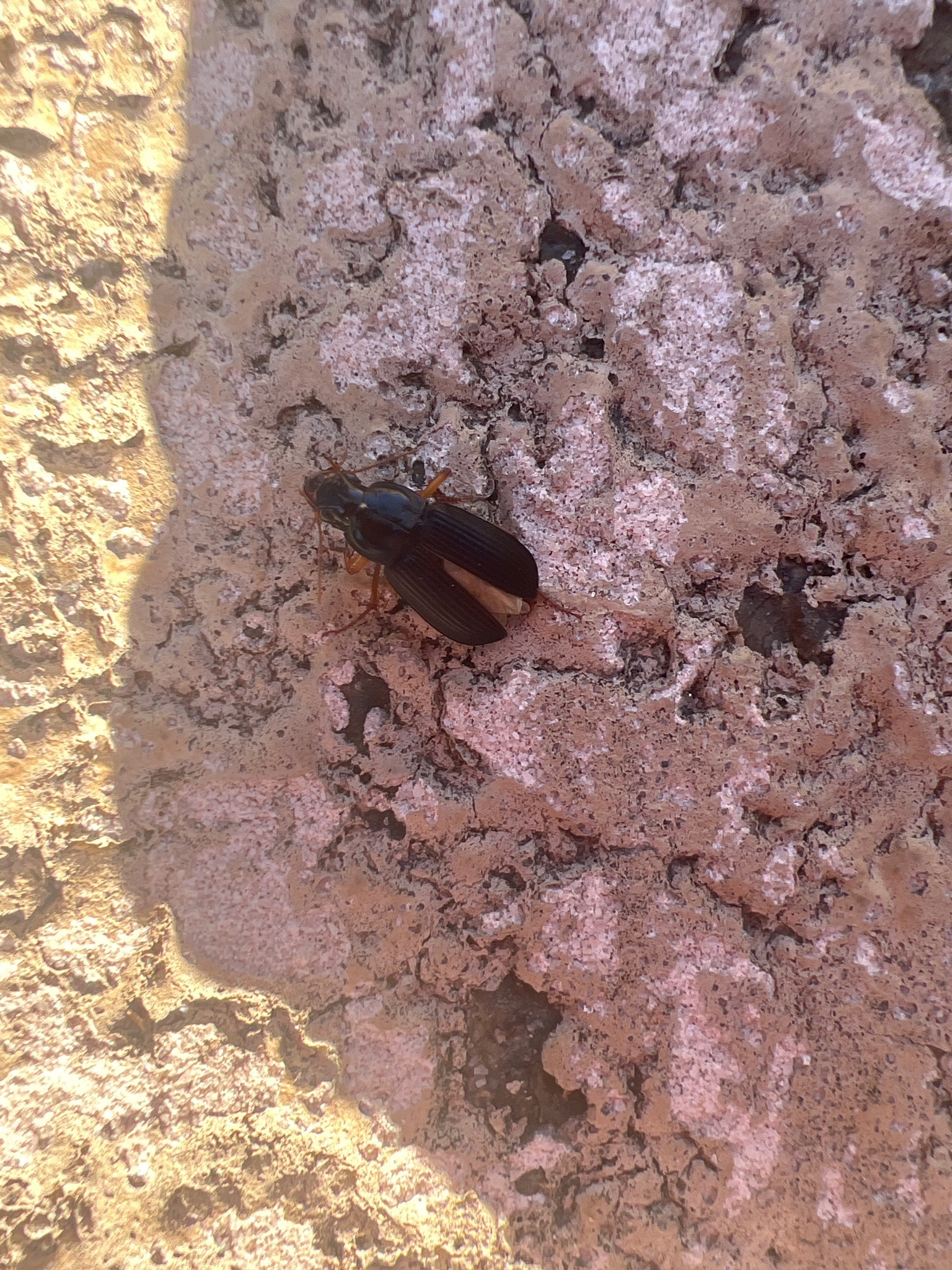 Carabid Beetle (Ground Beetle)