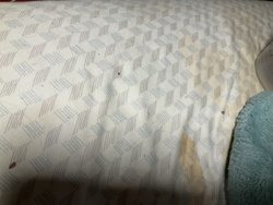 Bed Bug