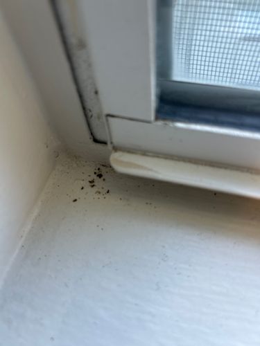 Drywood Termite (Frass)