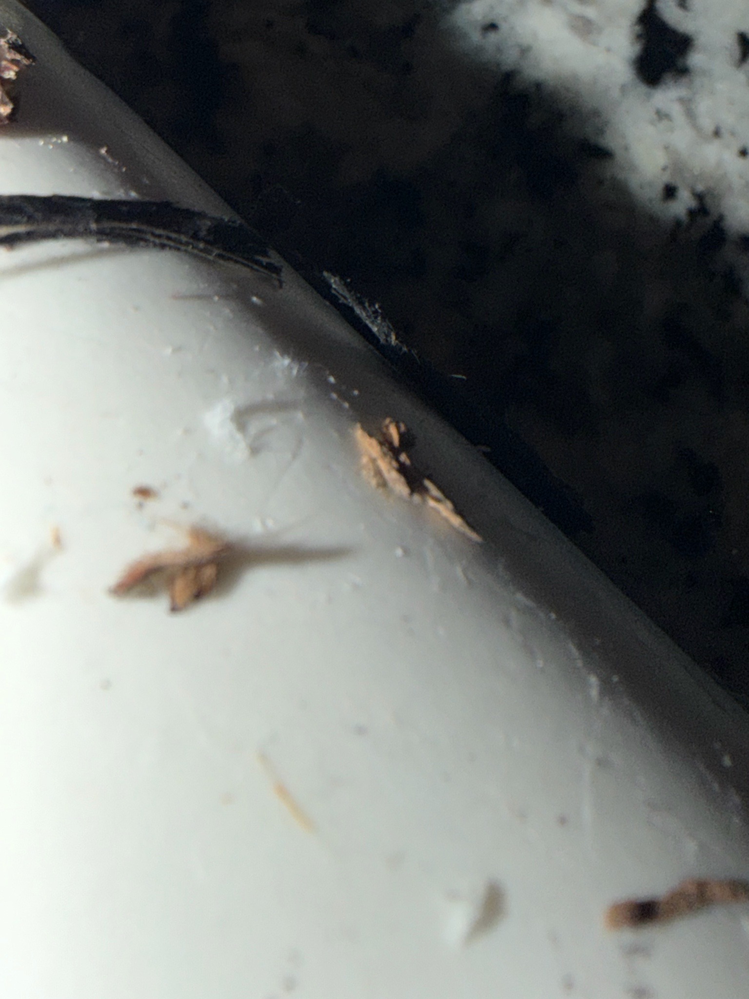 Plaster Bagworm