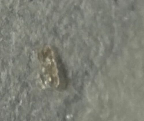 Book louse (Booklice)