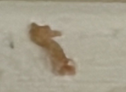 Pharaoh Ant