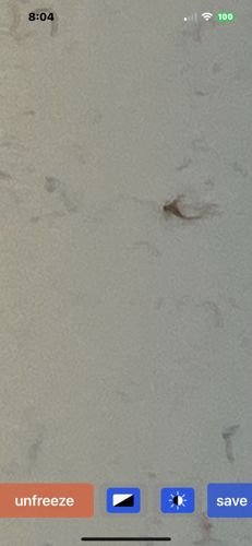 Case-bearing Clothes Moth