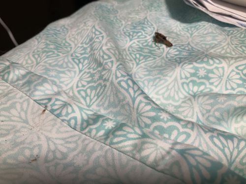 Ant or possibly small beetle