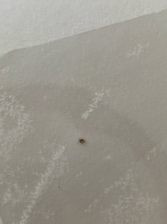 Bird Mite