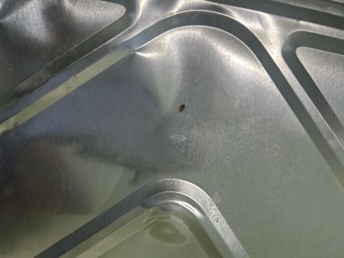 Common Carpet Beetle