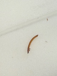 Mealworm (larva of the mealworm beetle)