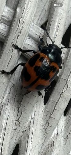 Grapevine Beetle