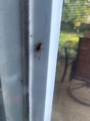 Cellar Spider or Daddy Long-Legs Spider