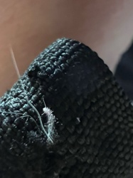 Booklouse (or Psocid)