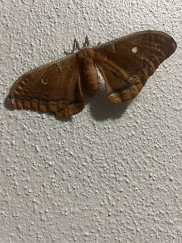 Polyphemus Moth