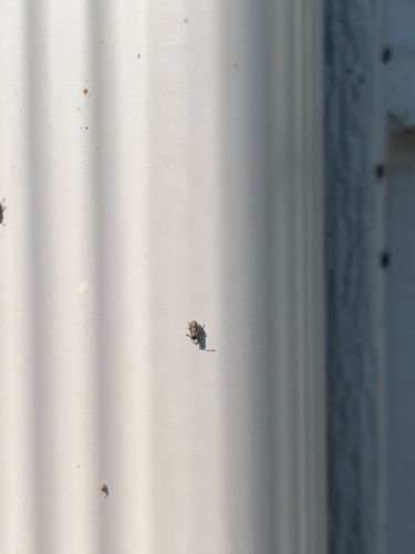 Sawtoothed Grain Beetle