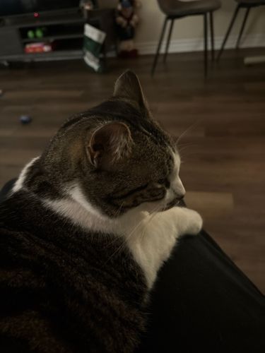 Domestic Cat