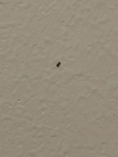 Booklouse (or Psocid)