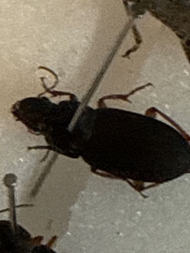 Ground Beetle