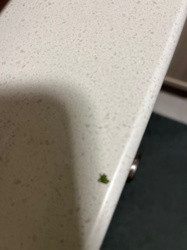 Aphid (likely Green Peach Aphid or similar species)